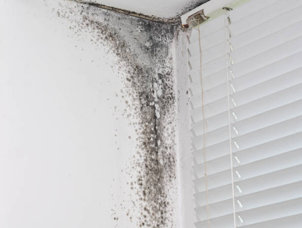 istock black mold in the corner of the window 1750218595
