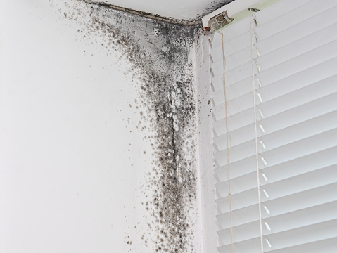 mold in the corner of the window with blinds