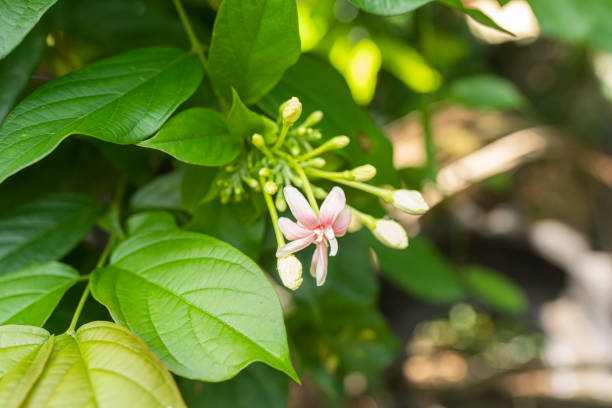 istock The Flower Plant outside Home 1750219700
