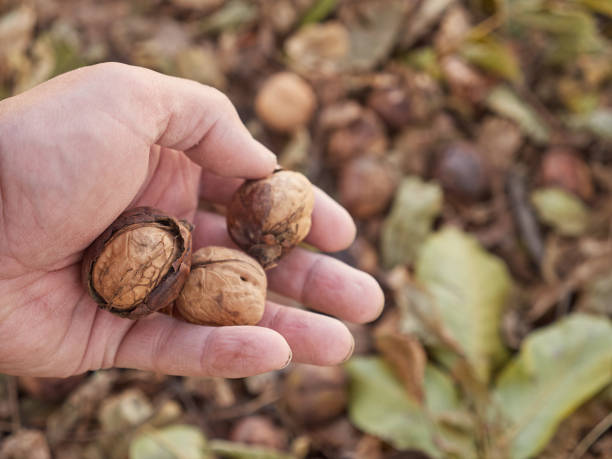 istock The man holds nuts in his hands and removes the shell from them. 1750219713