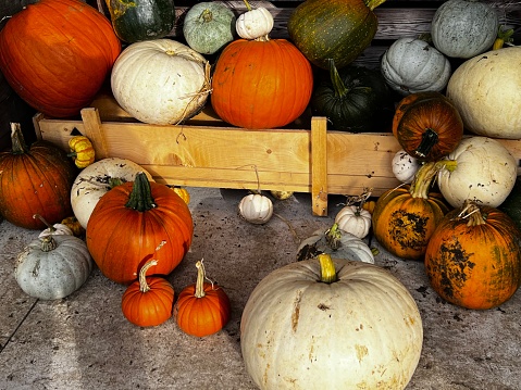 A display of freshly harvested pumpkins. These colourful gourds are on sale at a pumpkin patch