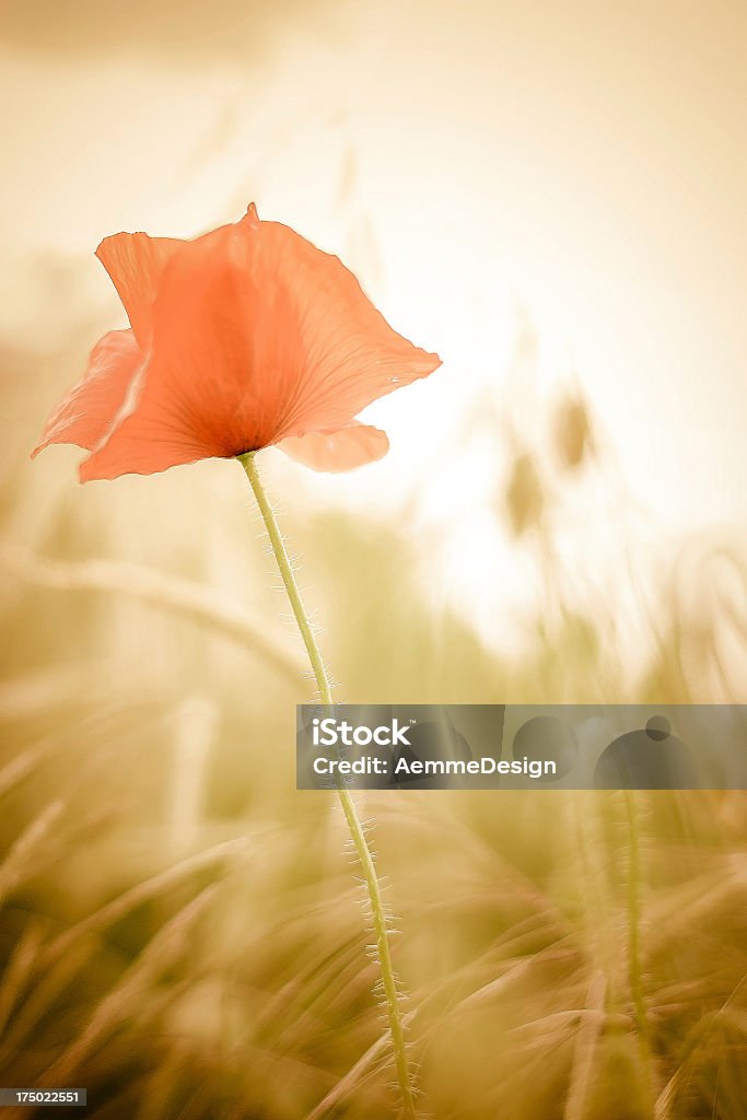 Papavero rosso su campo verde con erba - Foto stock royalty-free di Ambientazione esterna