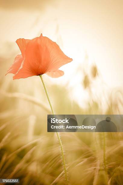 Papavero Rosso Su Campo Verde Con Erba - Fotografie stock e altre immagini di Ambientazione esterna - Ambientazione esterna, Campo, Composizione verticale