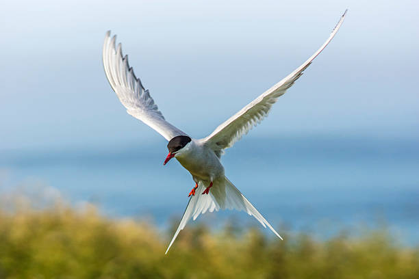 북극제비갈매기/sterna paradisaea - tern bird arctic tern nature 뉴스 사진 이미지