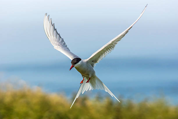 Tern Share Price 145 Tern Share Price