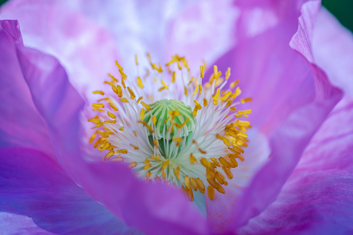 Pink Opium poppy in flower in a garden