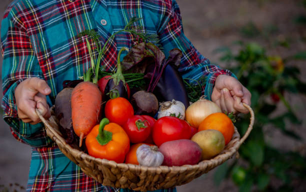 istock A child holds a harvest of vegetables in his hands. Selective focus 1750228251