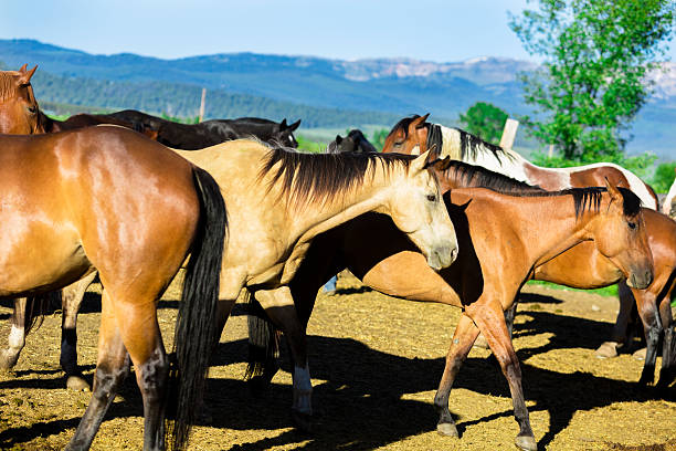 istock Animals:  Beautiful horses in corral.  Rocky Mountains background. 175022838