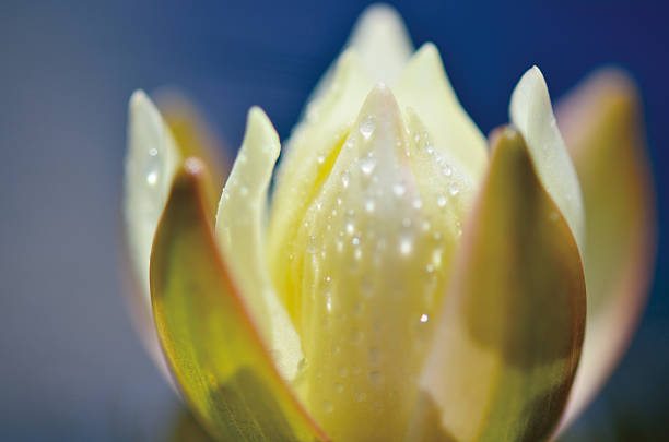 スイレンの花、nymphaea アルバ - water lily lily water flower ストックフォトと画像
