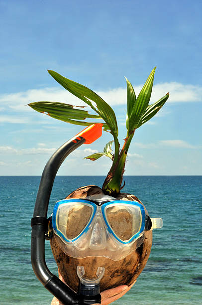 funny beach coconut stock photo