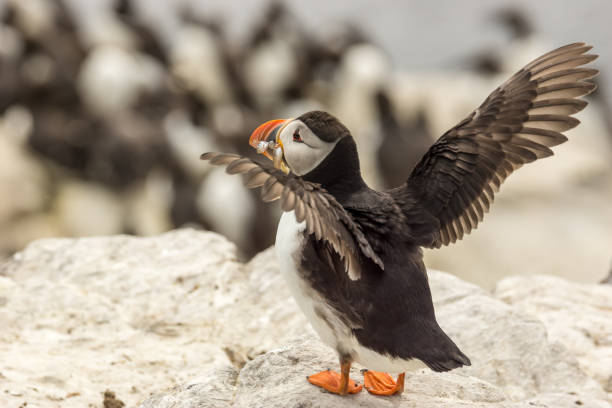istock atlantic puffin fratercula arctica 175023617
