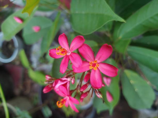 istock Jatropha integerrima or peregrina or spicy jatropha 1750242913