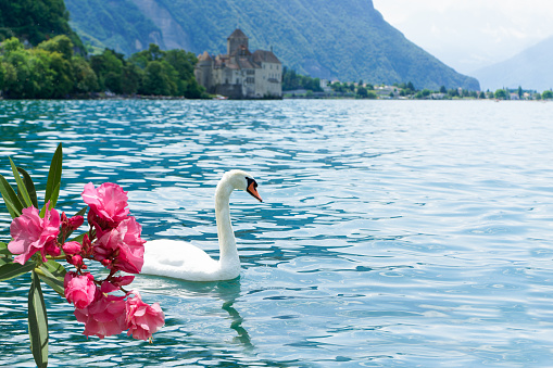 two white swans on blue lake, empty space for text, concept love, romanticism or valentine day