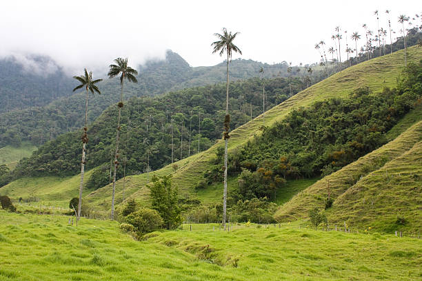 istock Cocora walley and wax palm 175025040