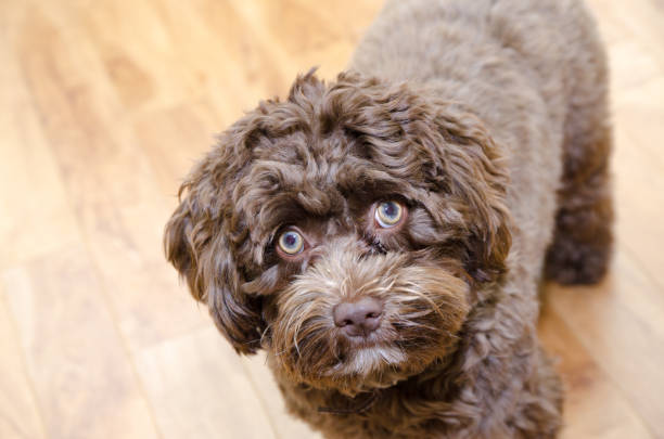 istock Headshot of bichon Havanese dog 1750251827