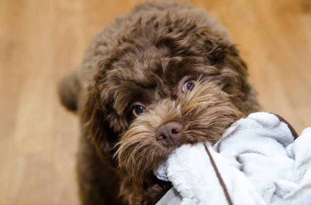 istock Headshot of bichon Havanese dog 1750252372