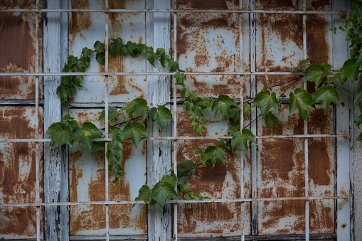 Fresh leaves on old, rusted shutters and grilles. Tokaj
