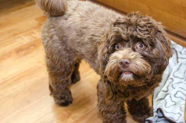 istock Headshot of bichon Havanese dog 1750252906