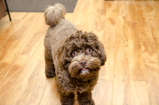 Headshot of bichon Havanese dog