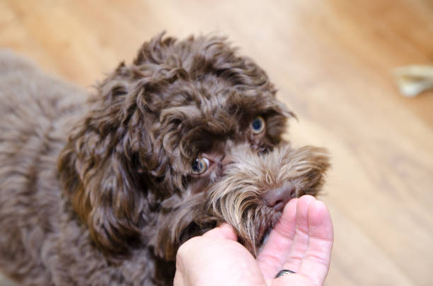 istock Headshot of bichon Havanese dog 1750256216