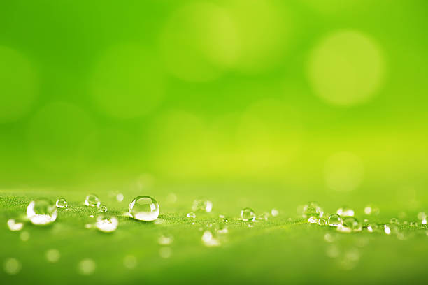 Water drops on green leaf stock photo