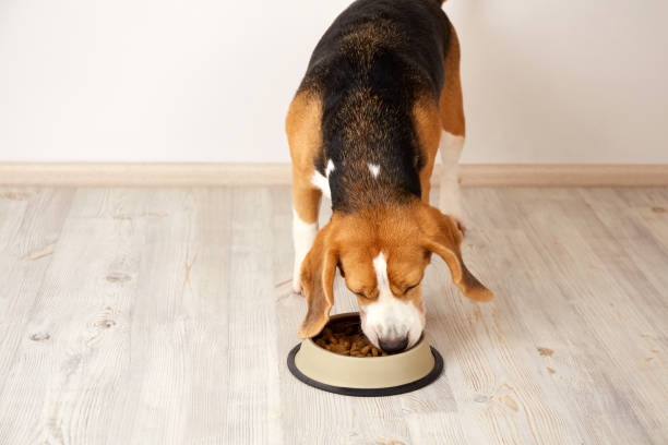 istock A hungry beagle dog eats dry food from a bowl 1750261087