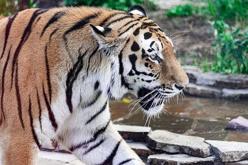 Siberian tiger, (Panthera tigris altaica), walking close view