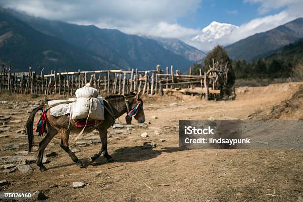 Donkey Il Trasporto Di Materiali Nelle Montagne Dellhimalaya - Fotografie stock e altre immagini di Agricoltura