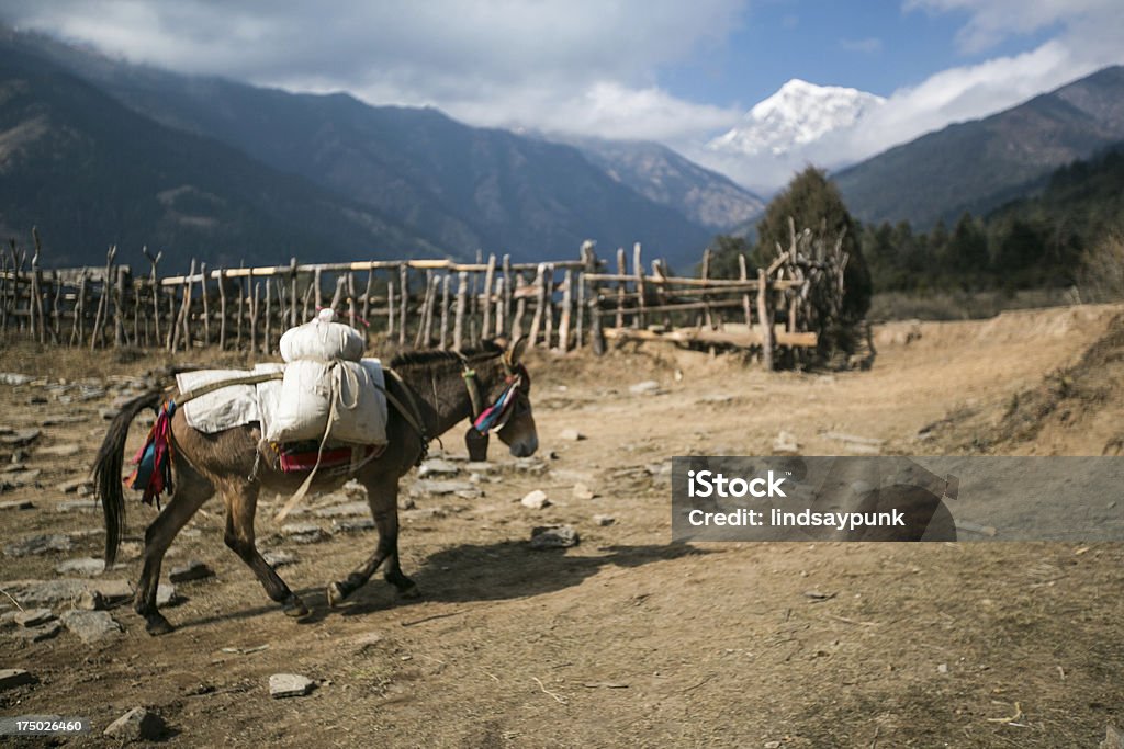 Burro levar suprimentos nas montanhas do Himalaia - Foto de stock de Agricultura royalty-free