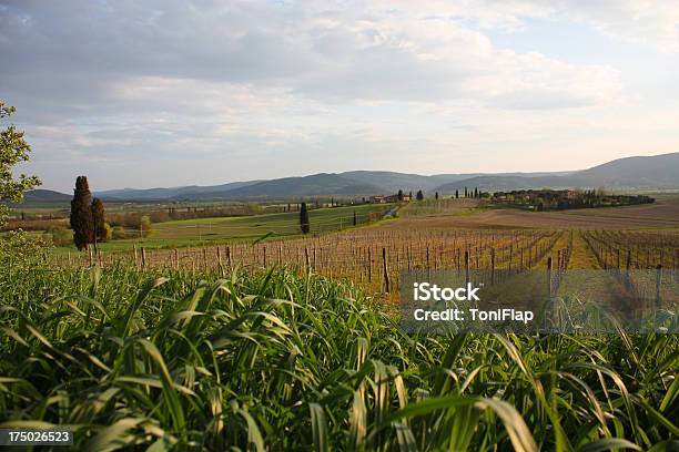 Foto de Paisagem Toscana e mais fotos de stock de Agricultura - Agricultura, Campo, Castanha