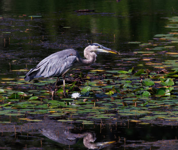 istock Great Blue Heron on Lake 1750268860