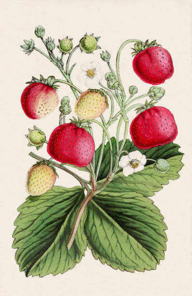 istock Strawberry illustration. 19th-century colorful floral illustration 1750270465