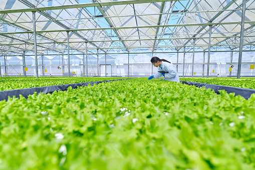 Side view of one asia female researcher bending over examining plant at smart agricultural greenhouse.