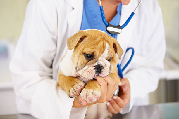 istock He's one hundred persent healthy...and cute! 175028931