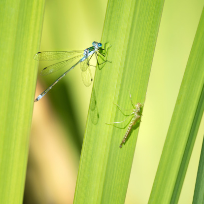 Unique macro shot of a Dragonfly Metamorphosis. The Dragon Fly and the Larva sitting on one reed. Unique Detail and Quality!