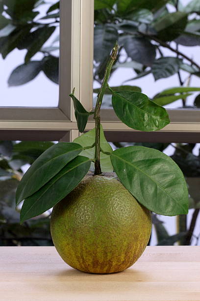 istock organic sweet orange 175030071