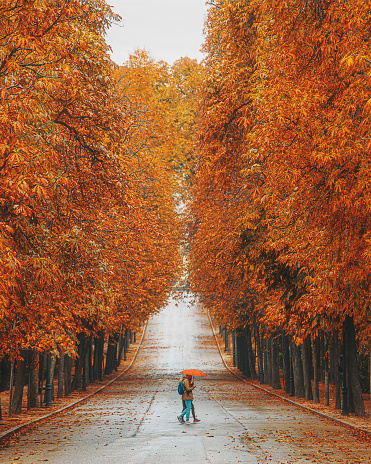 Experience the mesmerizing beauty of autumn in Madrid's El Retiro Park on a rainy day. The park comes alive with the stunning, vibrant colors of fall as visitors take leisurely walks, embracing the refreshing autumn air. Raindrops enhance the brilliance of the foliage, creating a serene and picturesque setting.
Madrid, Spain, El Retiro Park, Rainy Day, Autumn, Fall Foliage, Seasonal Beauty, Nature Walk, Rain-Kissed Leaves, Outdoor Activity, Seasonal Colors, Serene Atmosphere, Park Scene, Autumnal Splendor.