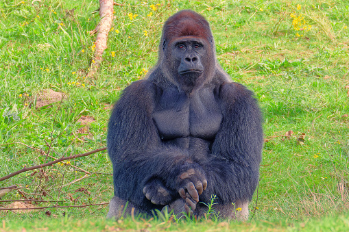 Extensive animal safari of Beekse Bergen Park. Netherlands. African western lowland gorilla. The dominant male sits in the lowlands of a green meadow.