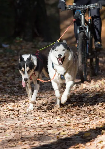 Sports with a dog. Bikejoring. Siberian Husky