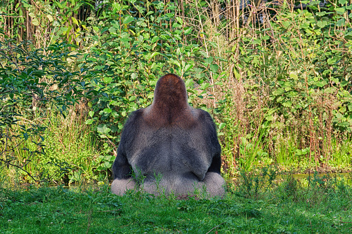 Extensive animal safari of Beekse Bergen Park. Netherlands. Western lowland gorilla. The dominant male sits in a clearing near a pond. Rear view.