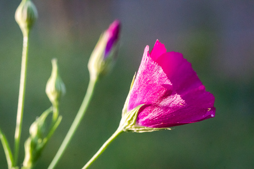 Texas spring wildflowers in full bloom during March - May filled public and private areas with multicolored sweet fragrant. A popular time to visit Texas to take in the scenery.