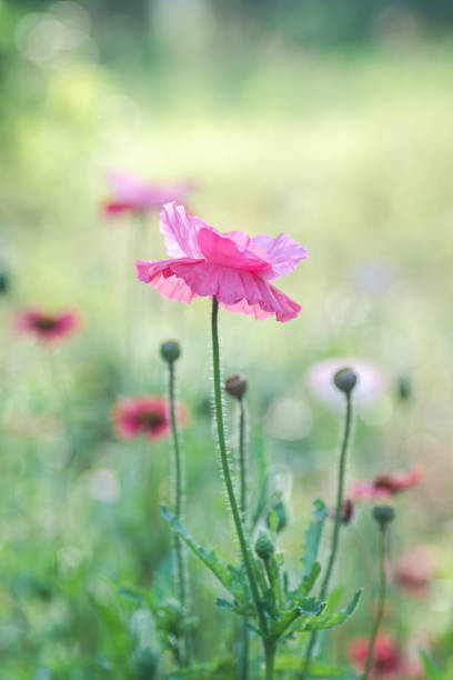 Texas spring wildflowers in full bloom during March - May filled public and private areas with multicolored sweet fragrant. A popular time to visit Texas to take in the scenery.