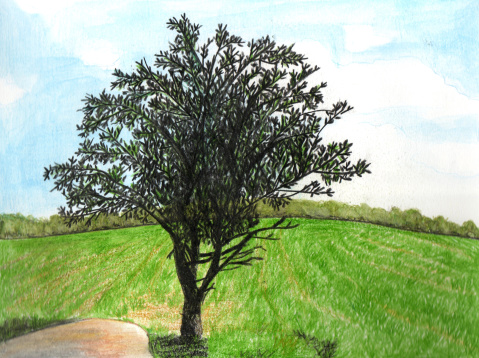 A green field and a tree made with colored pencils.
