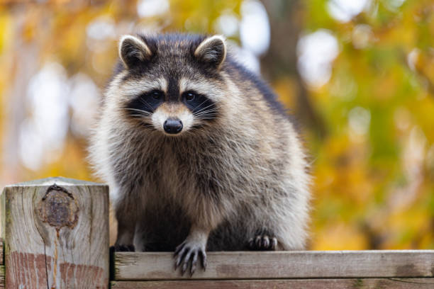 portrait de raton laveur sur une terrasse en bois contre le feuillage d’automne flou. - raton laveur photos et images de collection