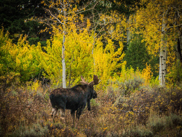 istock Moose in the Tetons 1750314074