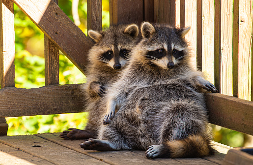 Two raccoons sitting together outside on a sunny summer day. They are leaning against wooden deck railings looking rather relaxed against a green, leafy background.