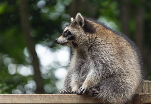 istock Side portrait of raccoon. 1750315177