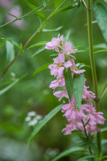 istock Texas spring wildflowers - larkspur 1750318159