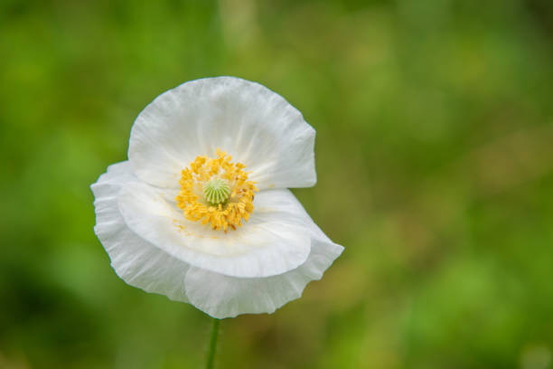 White poppy