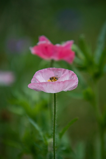 Texas spring wildflowers in full bloom during March - May filled public and private areas with multicolored sweet fragrant. A popular time to visit Texas to take in the scenery.